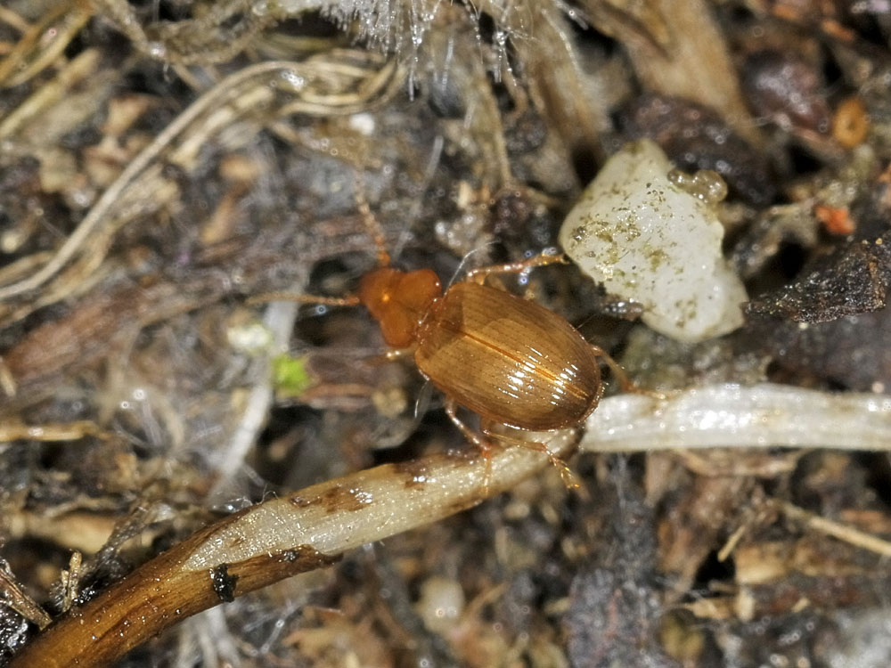 Bradycellus caucasicus e Paratachys micros - da confermare